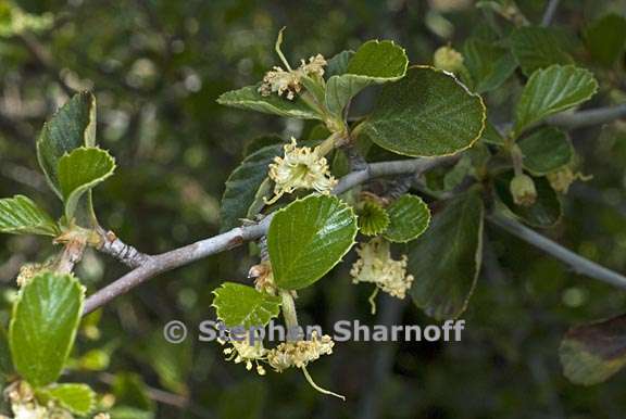 cercocarpus betuloides var betuloides 2 graphic